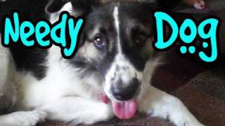 The Needy Dog Song (Now on iTunes!)