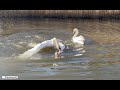 Brutal Swan Battle