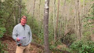 Lake Keowee Real Estate Video Update March 2026 Mike Matt Roach Top Guns