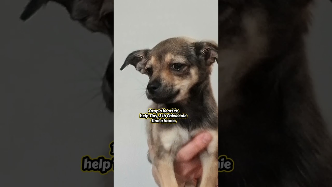 Tiny, a Adoptable mixed breed in Oroville, WA video 4/5