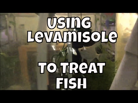 YouTube video about: Where to buy levamisole for fish?