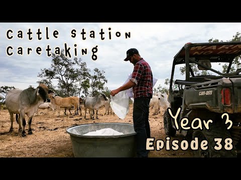Life as a Cattle Station Caretaker in the NT | Feral Pig Hunting