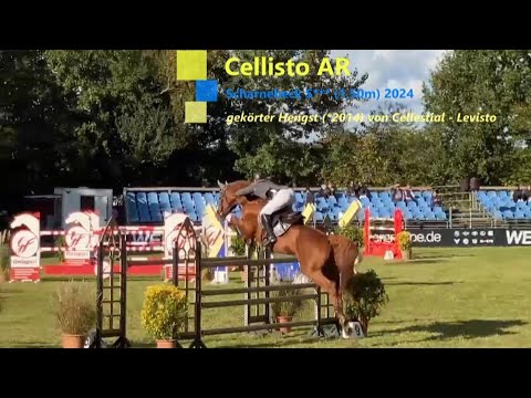CELLISTO AR IM S*** (1,50m) SCHARNEBECK 2024