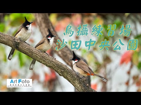 【攝影教學 #404】鳥攝練習場 - 沙田中央公園 (CC 中文字幕) - Alex Fung FRPS, GMPSA, EFIAP/p