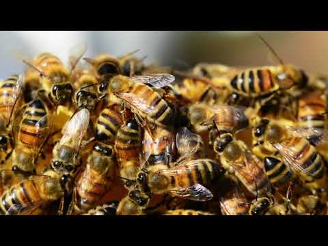 Bee Sound Effect