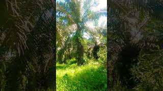 Download lagu rumput nya seger mp3