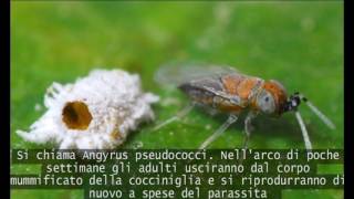 Sicilia: lotta biologica alla cocciniglia farinosa in vigneto