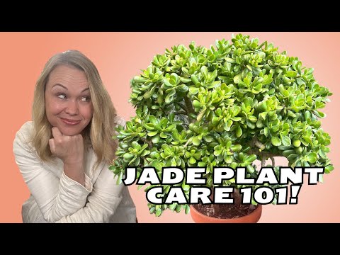 Ultimate JADE PLANT Care Tips! Keep Your Succulent Thriving!