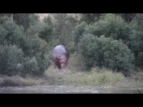 Djuma: Hippo leaving the dam - 18:00 - 04/03/21