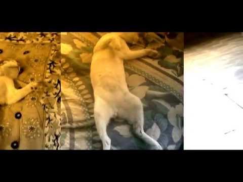 Miss my cats phurfamily