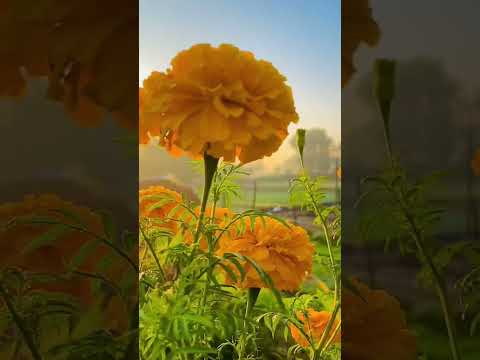 #nature #viral #mahika #happy #ytshorts