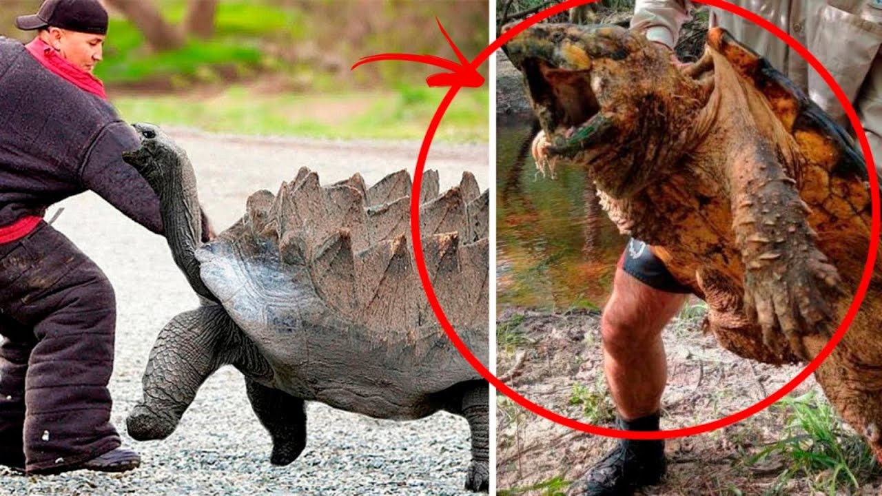 Największe I Najbardziej Drapieżne Żółwie Świata