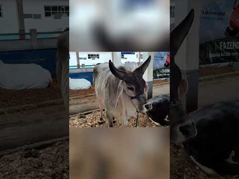 Festa Agropecuária de Cordeiro e Papucaia Cachoeiras de Macacu, RJ.
