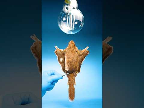 Flying Squirrels Glow Under UV Lights