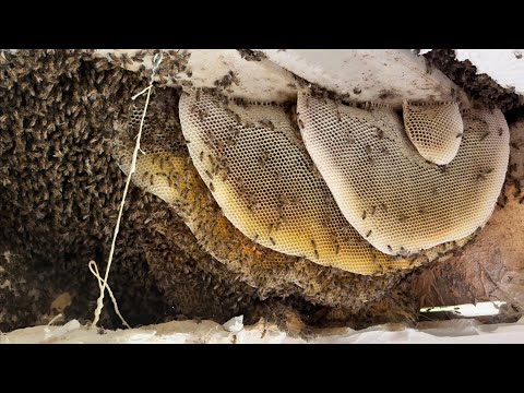 RESGATE de Enxame de Abelhas GIGANTE no 2º andar 😱🐝 MUITO MEL entre laje e gesso