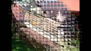 Mexican Dream - Staves (CHIAPAS)