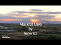 America - Muskrat Love