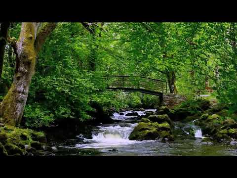 SONIDO de la NATURALEZA SIN música, SONIDOS del BOSQUE Relajante, Pájaros cantando y agua corriendo.