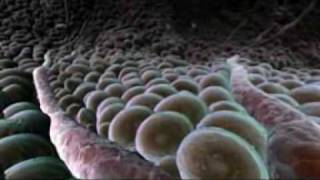 Cluster - Heisse Lippen (1974) MFEAE