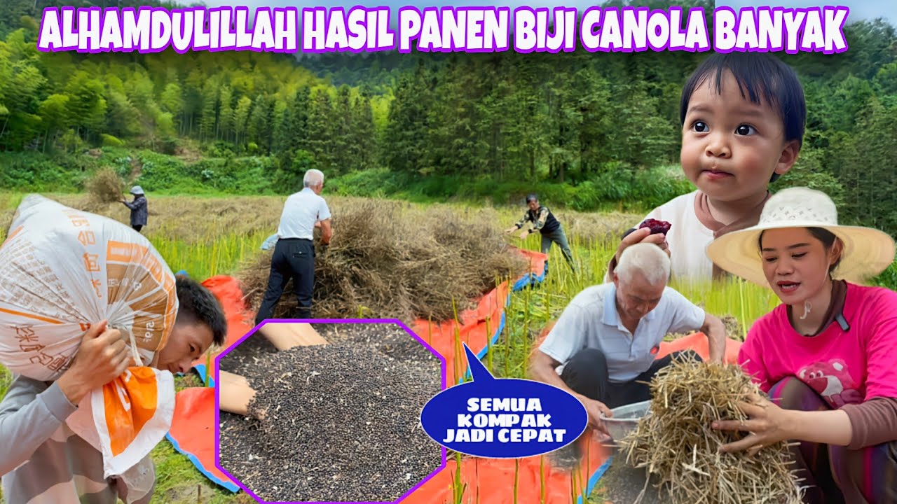COMPACT HARVESTING ALL CANOLA OIL PLANTS, THIS IS THE PROCESS BEFORE MILLING INTO OIL