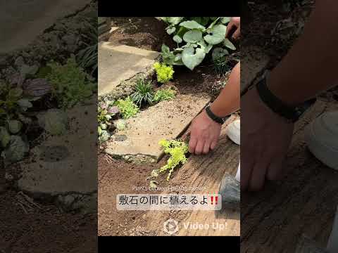 太陽に満ちたプランター用の植物: トップ 5 + おまけに熱波に最も強い花も！  庭園