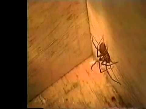Know About The Brown Recluse Spider!