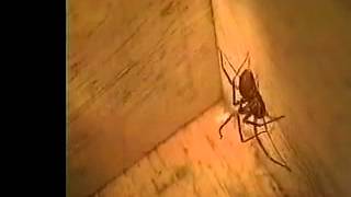 Know About The Brown Recluse Spider!