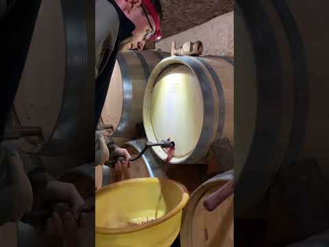 Barrel Tapping at Domaine Grivot 🍷🫣@domainegrivot @hubertgrivot
