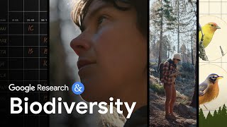 Using AI to study biodiversity
