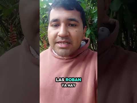 Robo de Gallinas en Loreto Corrientes