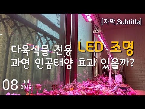 , title : '다육식물 LED 조명 효과 있을까?/Succulent plant LED lighting effect?/多肉植物'