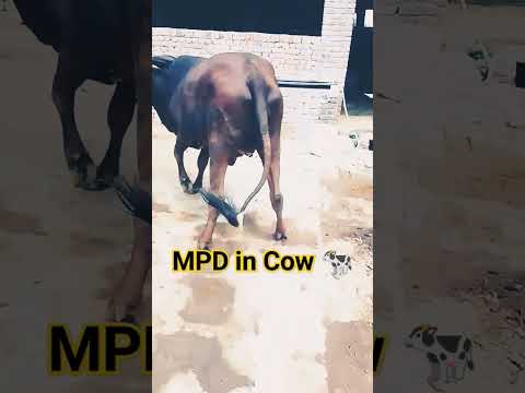#mpd #cow #medial patellar Desmotomy in 🐄#سرن #MPD YouTube shorts