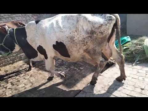 farizn chulstani Caras cow far in sel#taqwa Panjab TV Pakistan #31/10/2022