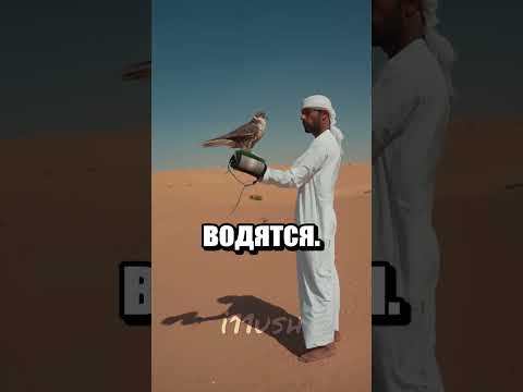 Самые дорогие соколы