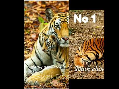 Top 5 animal species going to be extinct |must watch this