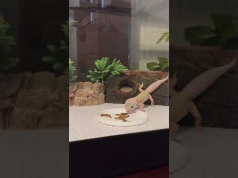 Feeding my baby leopard gecko for the first time