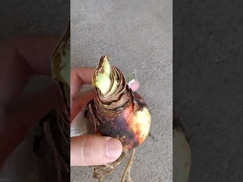 球根植物を保管することがなぜ重要なのでしょうか?アマリリスの花後の保存方法は？  庭園