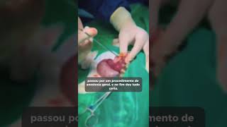 esse animal precisou de cirurgia urgente!