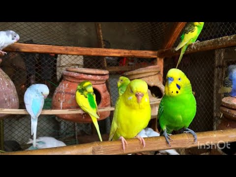 Budgie Sounds for lonely Birds Budgies intertainment video #birds #budgies #beautiful #viral #parrot