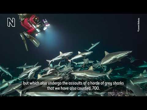 Behind the lens: 'Creation' by Laurent Ballesta