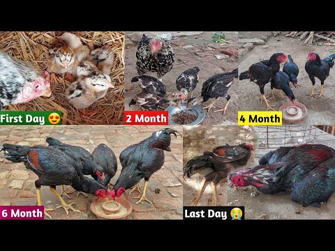 a hen 4 baby || 4 chicks growth videos || from one day to eight months