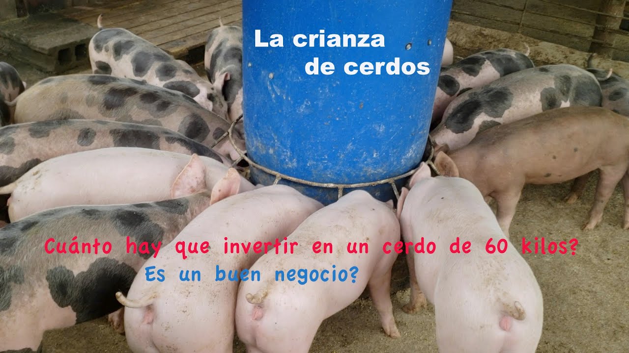 Crianza de Cerdos - Es un buen negocio - Cuánto cuesta un cerdo de 60 kilos Cómo te gusta el cerdo