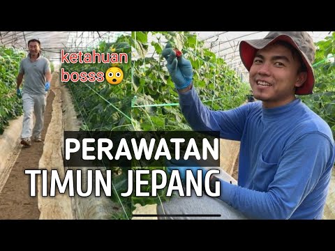 , title : 'Begini Perawatan Timun Jepang, Kerja Sambil Duduk??'