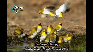 Download lagu Zosterops Therapy - Mp3 Terapi untuk Burung Pleci, Link Download Di deskripsi mp3