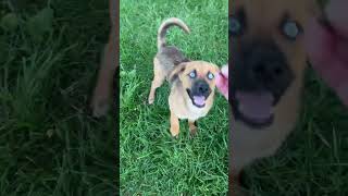 Video preview image #1 Siberian Husky-Unknown Mix Puppy For Sale in Cookeville, TN, USA