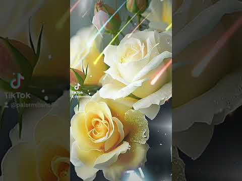 pregherei                        scialpi &scarlett