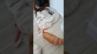 Video preview image #1 Chiweenie Puppy For Sale in San Antonio, TX, USA