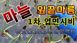 [텃밭농부.853]  마늘의 잎 끝이 마를 때 이렇게 해 주세요. #마늘재배