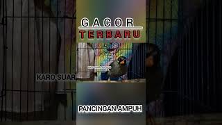 Download lagu Poksay Mandarin Jantan Adu Gacor, suara Paling Gokil mp3