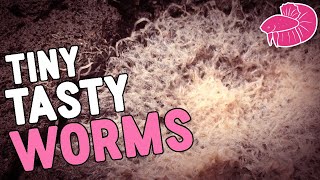 Grindal Worms - Making a ton of Cultures | Daily Vlog Challenge #15
